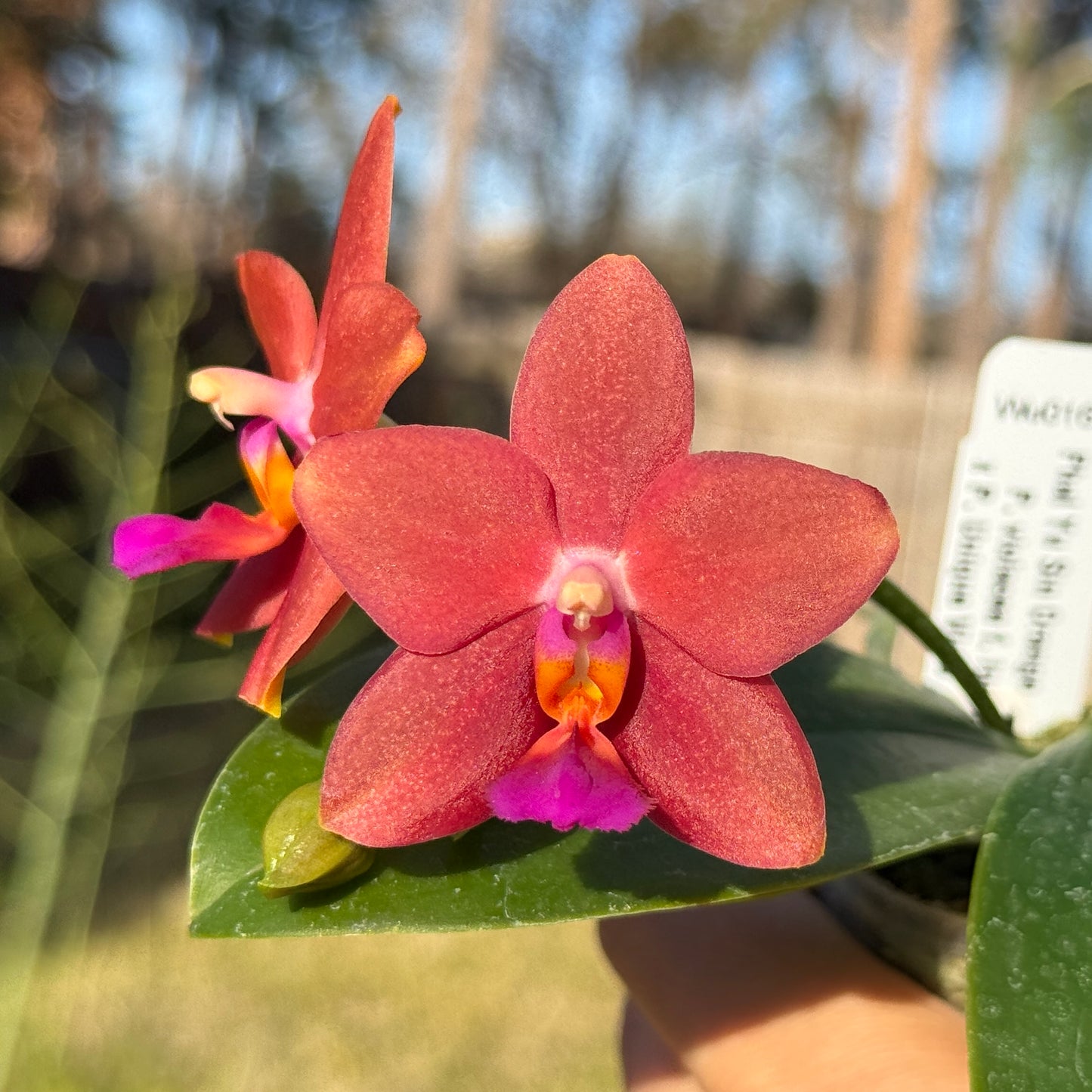Phalaenopsis Yu Sin Orange - Seed Grown