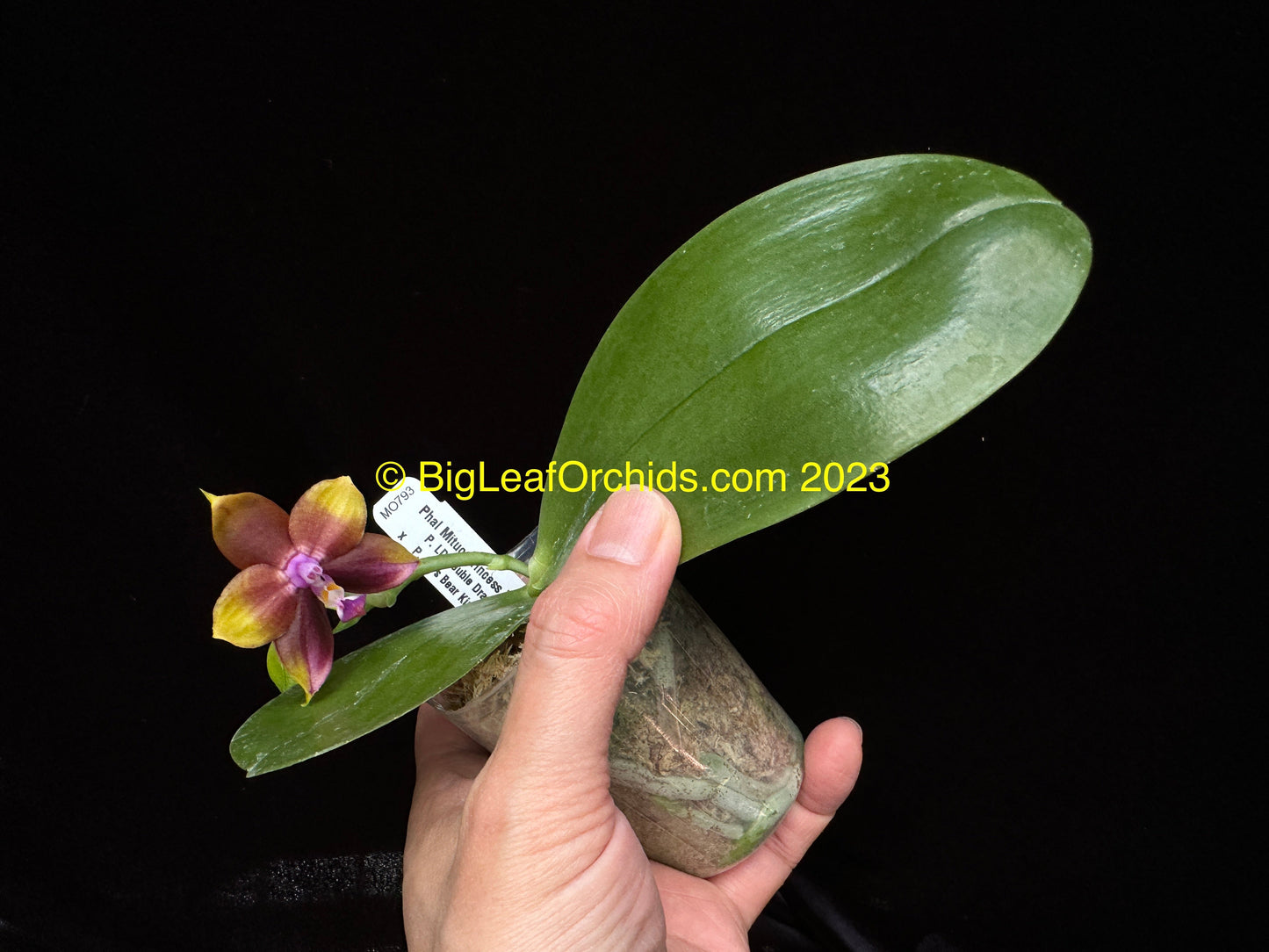 Phalaenopsis Mituo Princess 'Blue #1' 230810 Flowering