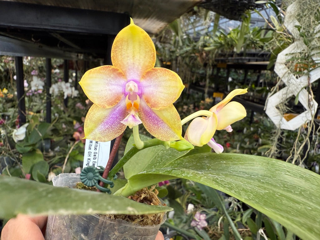 Phalaenopsis Mituo Gelb Eagle x Mituo GH King Star 250508 Flowering Seed Grown