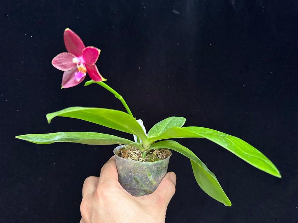 Phalaenopsis Yin's Hazel King 230811