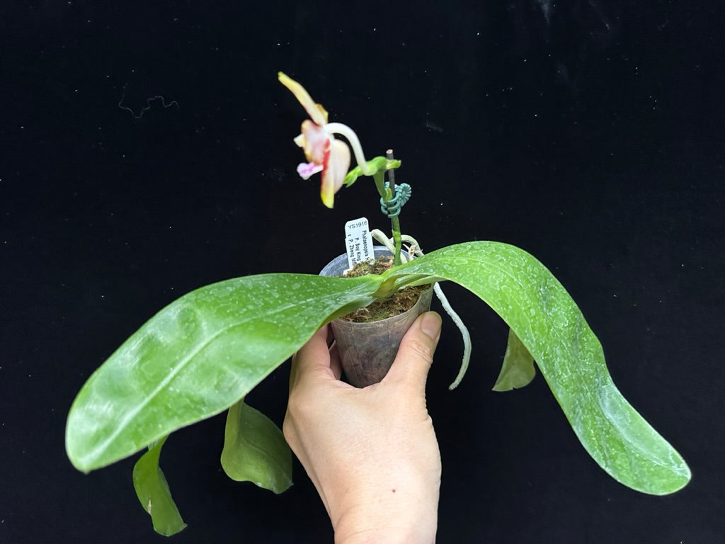 Phalaenopsis Yin's Hazel King 230902 Flowering