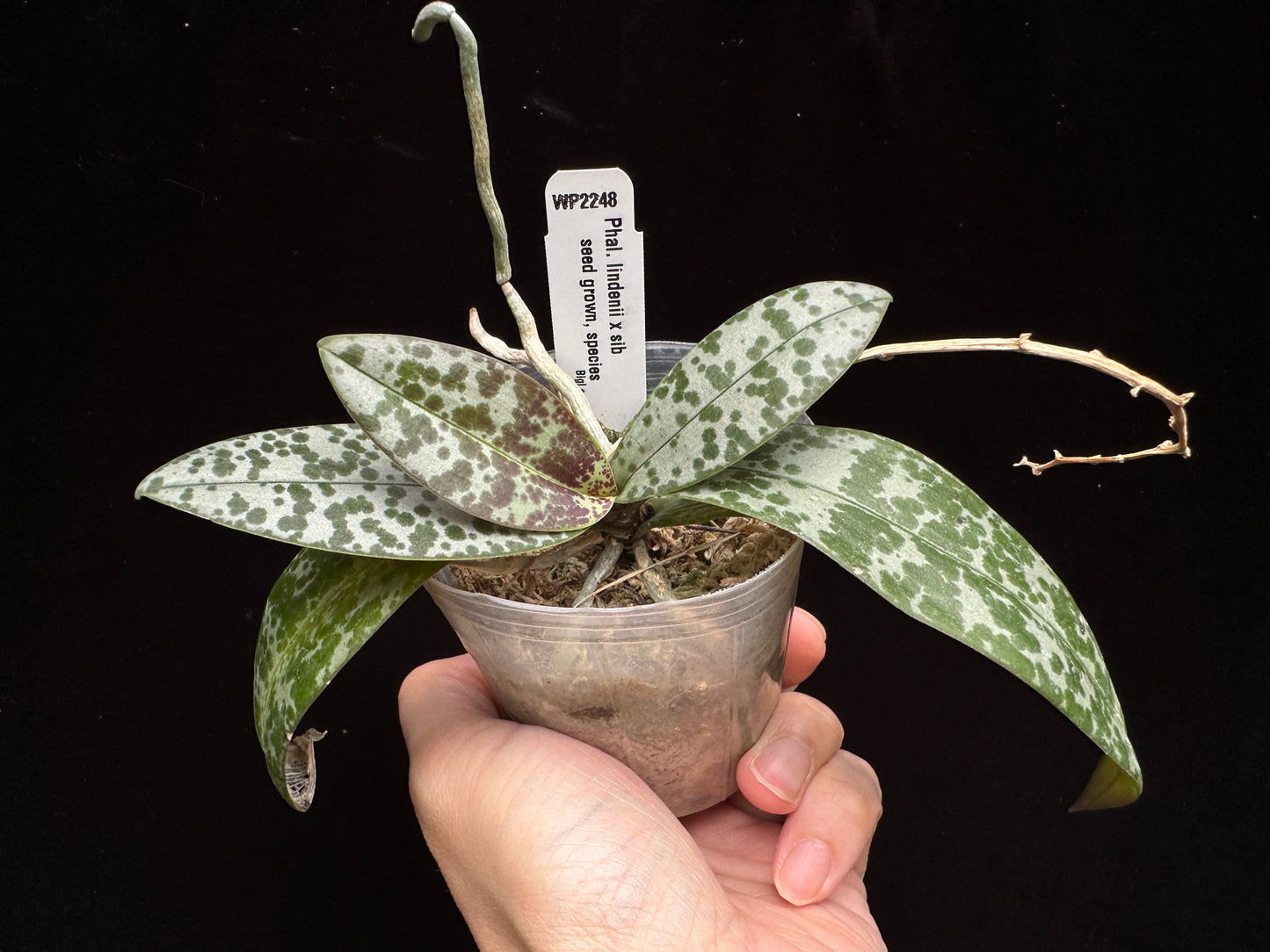 Phalaenopsis lindenii x sib