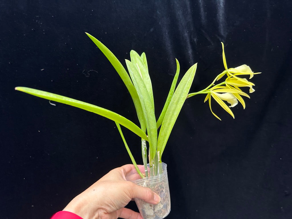Procatavola (Pcv.) Key Lime Stars 'Wilson #1'