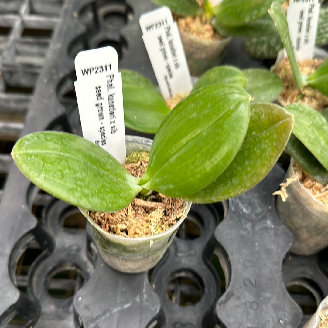 Phalaenopsis kunstleri x sib
