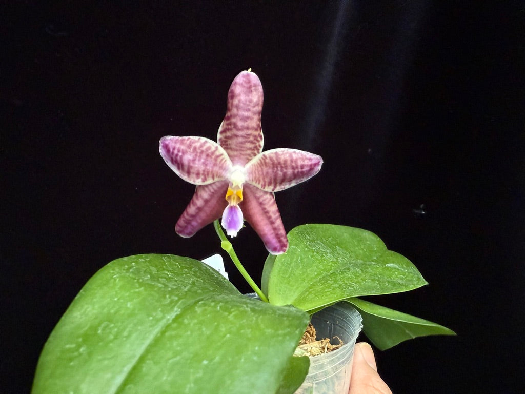 Phalaenopsis Lioulin Blue Peacock x Scott B. Taylor 250509 Flowering