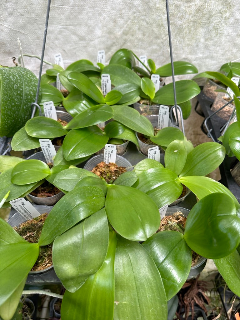 Phalaenopsis Summer Heat x Mainshow Hiero - Seedlings