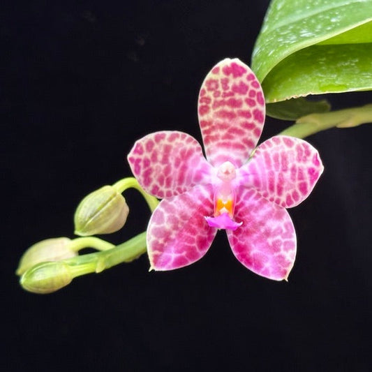 Phalaenopsis Mituo Gigan Sunny 240430 Flowering