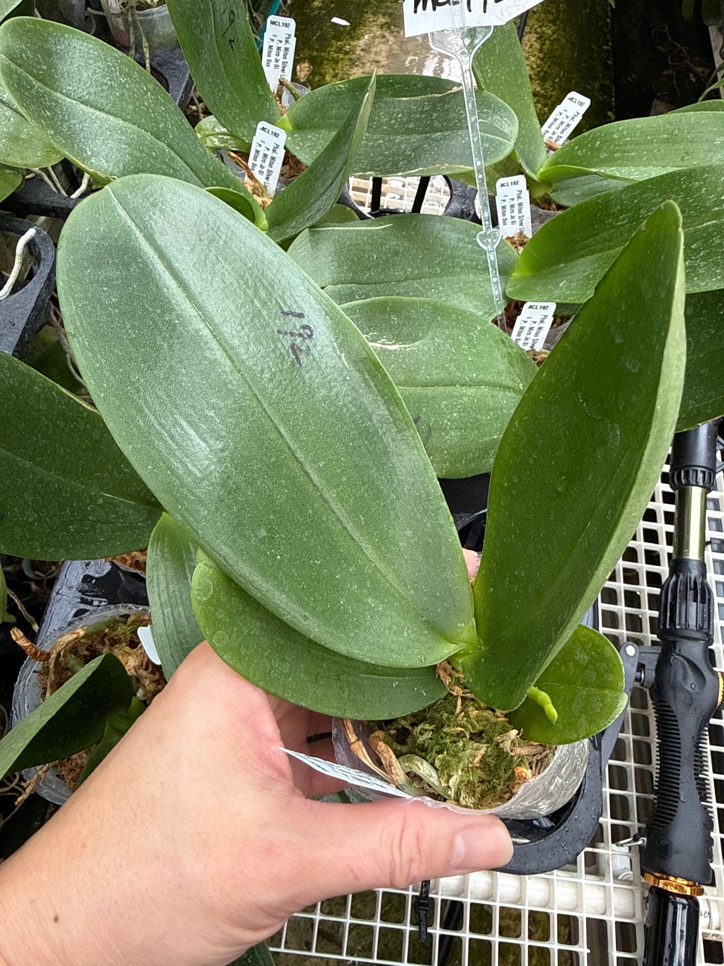 Phalaenopsis Mituo Silver Lining 'Blastoise' Spiking