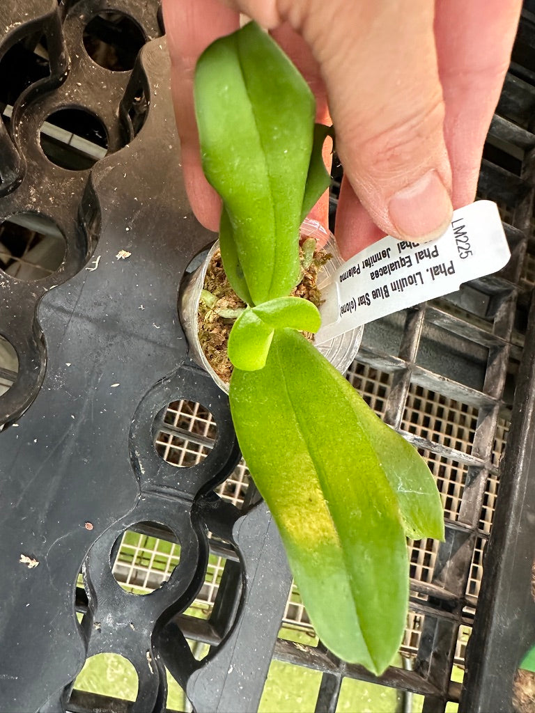 Phalaenopsis Lioulin Blue Star (clone)