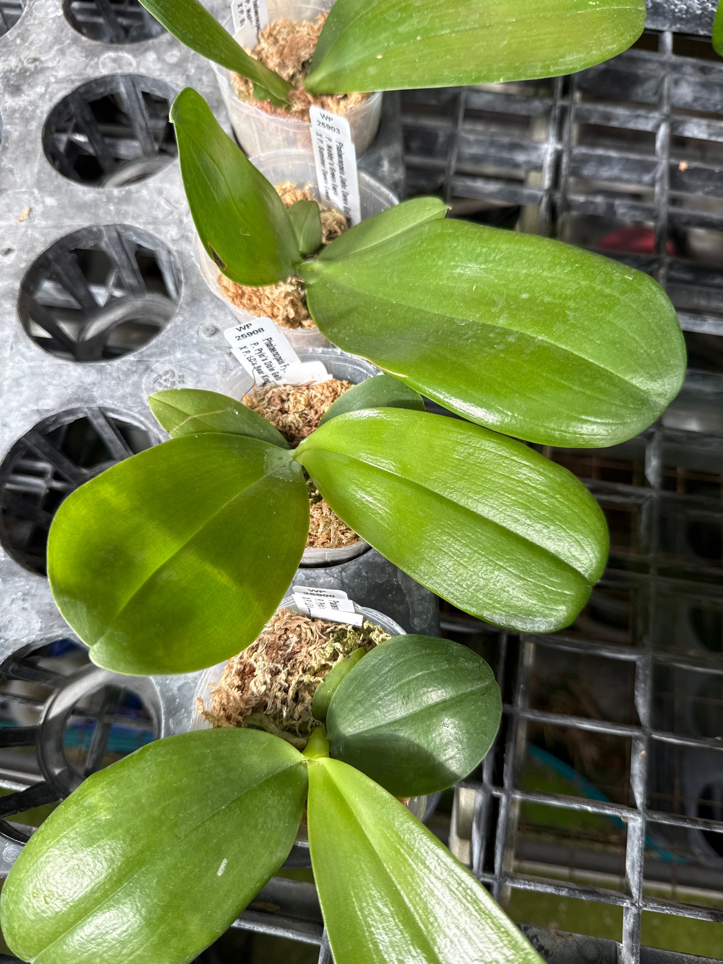 Phalaenopsis Jiaho Dance Girl 'Wilson#2'