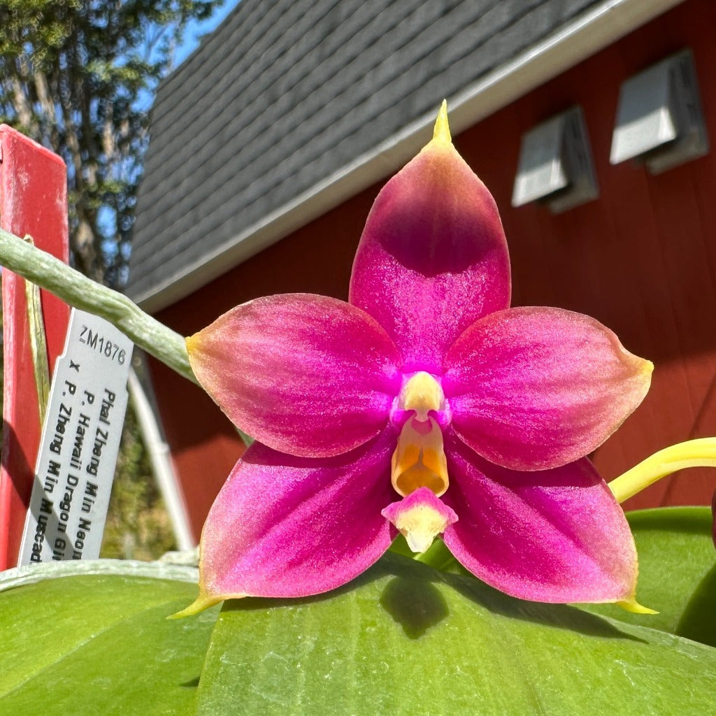 Phalaenopsis Zheng Min Neon 'Peter #7' 231114 Flowering
