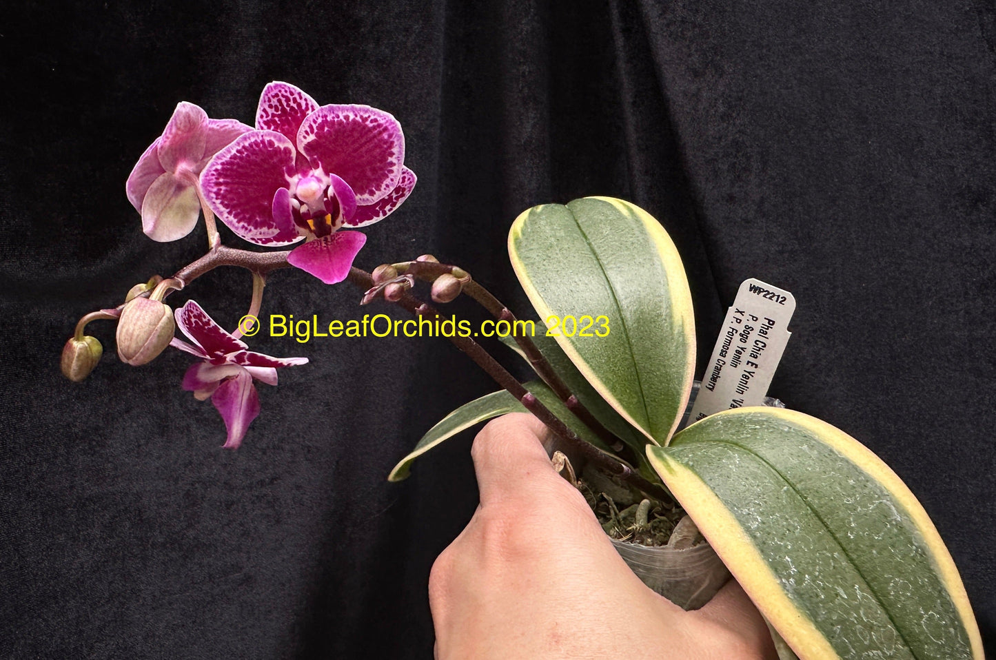 Phalaenopsis Chia E Yenlin 'Variegata' 231120 Spiking