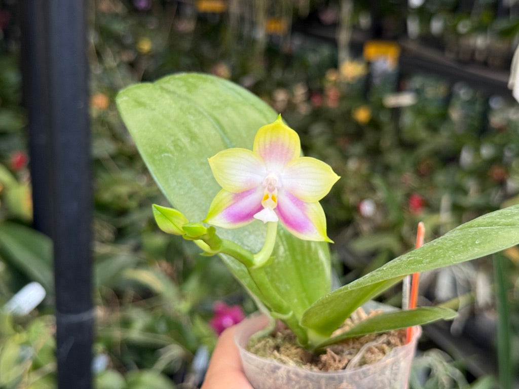 Phalaenopsis Mituo Reflex Dragon 'Lilac' 250509 Flowering