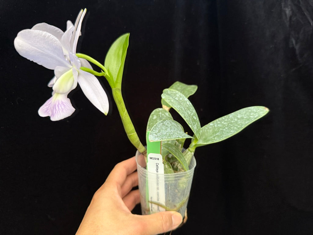 Cattleya walkeriana var coerulea 'Edward' 250509