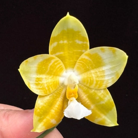 Phalaenopsis Yaphon Love Song 'Yellow #2' Flowering 230811