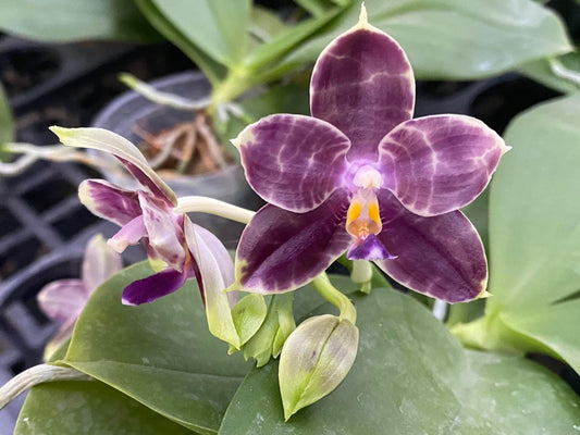 Phalaenopsis Mituo Purple Dragon 'Blue Python' Spiking