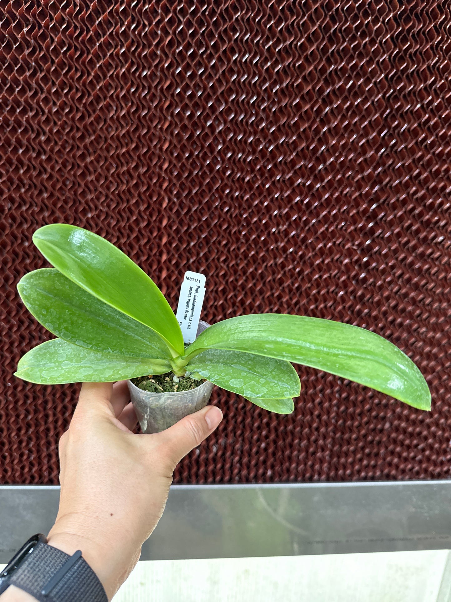 Phalaenopsis lueddemanniana (red) x sib - Seed Grown