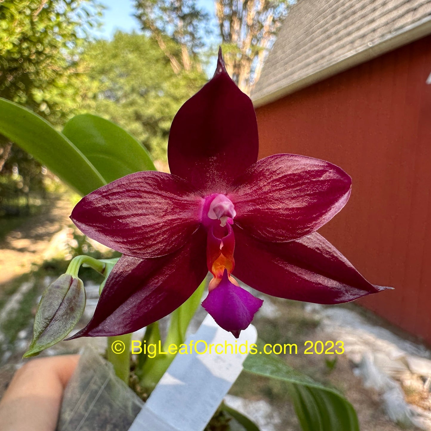 Phalaenopsis Yin's Meticulous Redpearl 230703 Flowering
