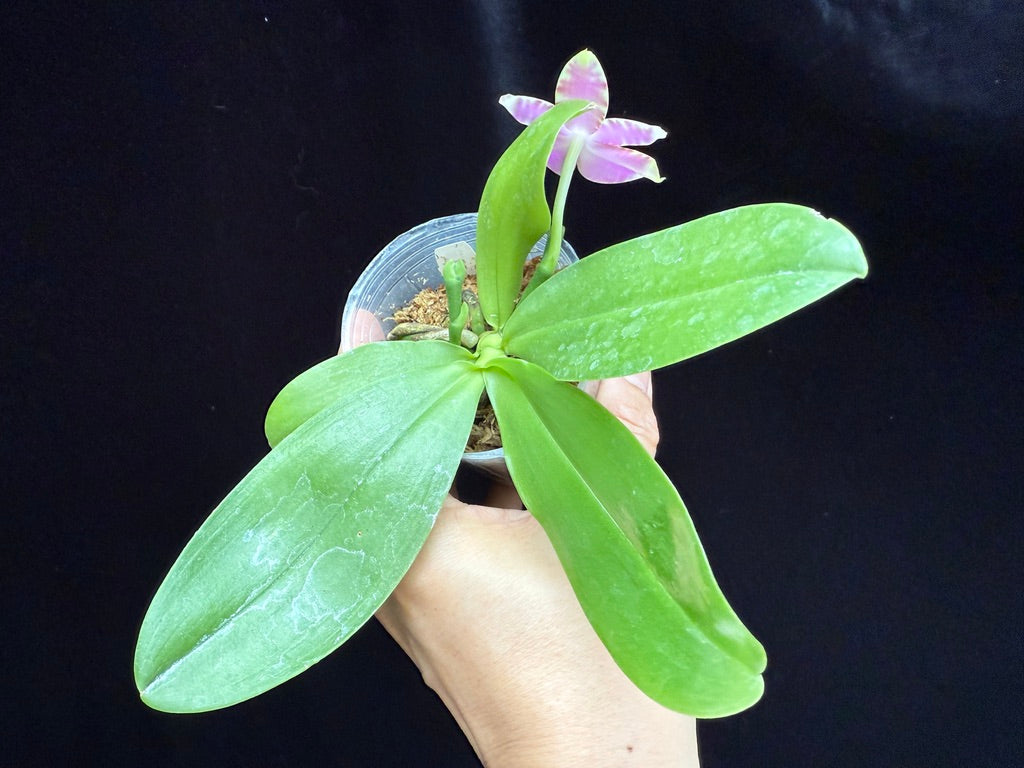 Phalaenopsis KS Blue Ludde x Mainshow Magic 250515 Seed Grown Flowering