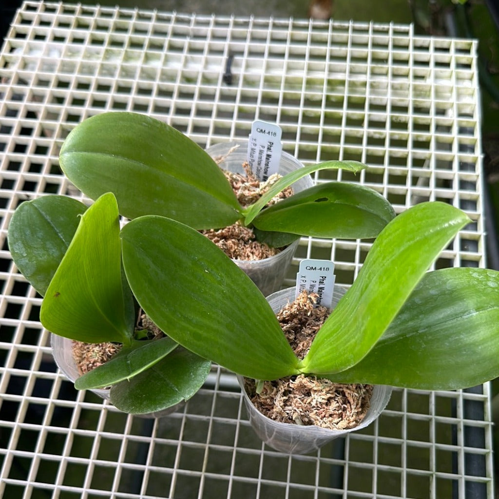 Phalaenopsis Mainshow Mermaid - Seedlings