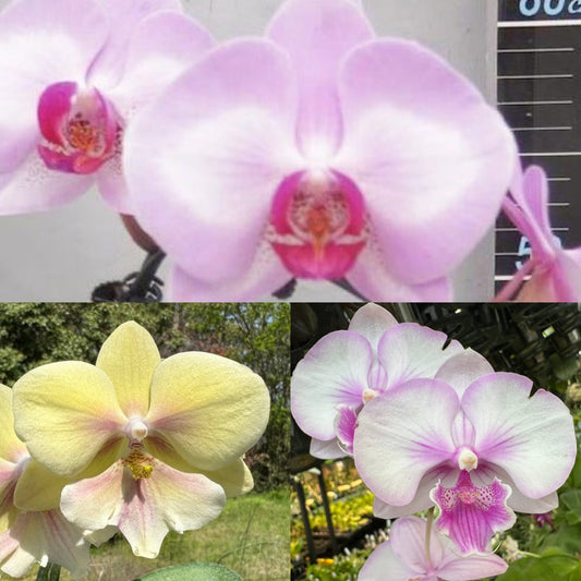 Large Flower Phalaenopsis Special