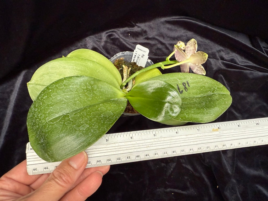 Phalaenopsis Mituo Star Spot 250511 Flowering seed grown