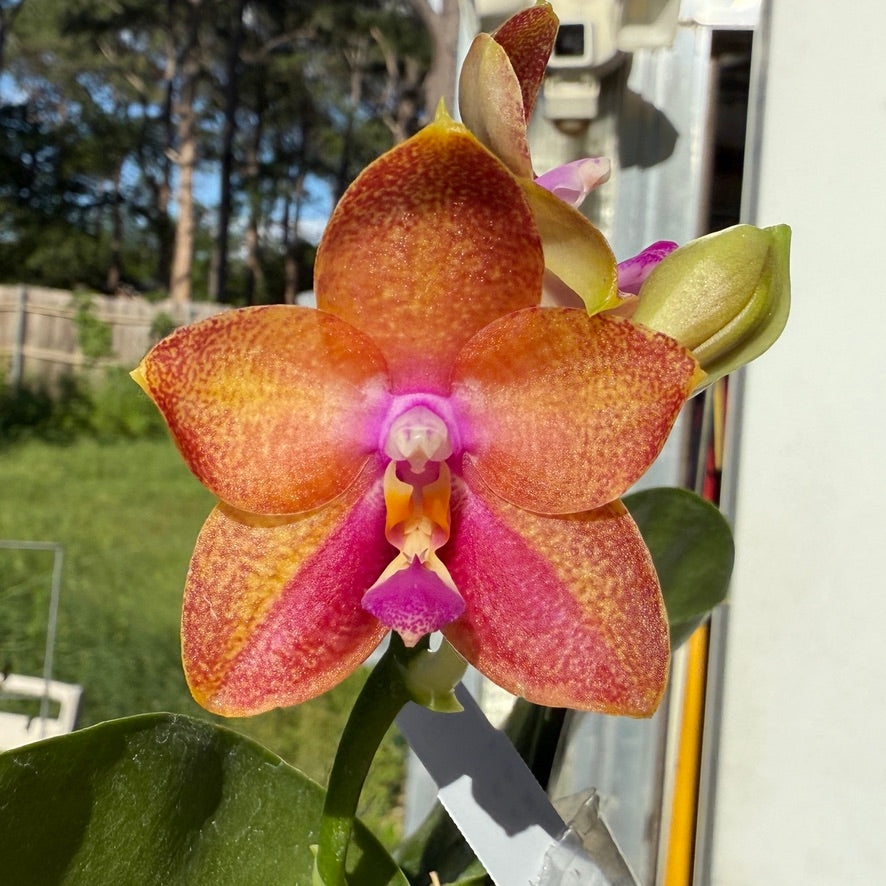 Phalaenopsis Mituo Gelb Eagle x Mituo GH King Star 250507 Flowering Seed Grown