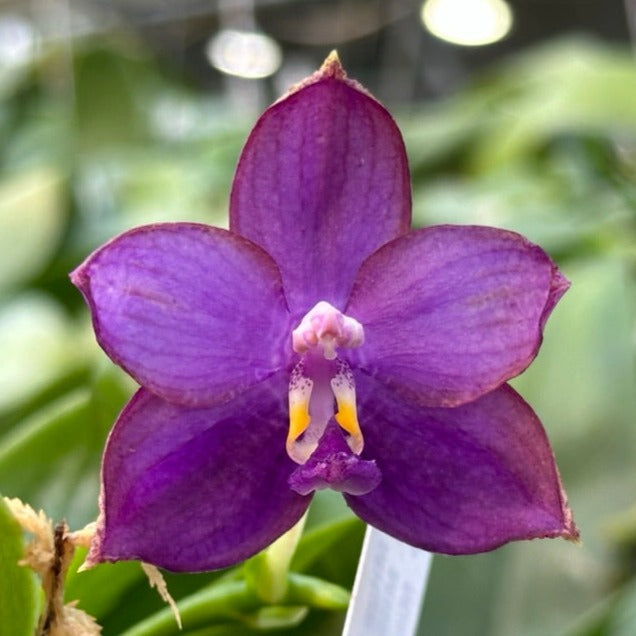 Phalaenopsis Mituo Blue Smurfs 'Sea' 230814 Flowering