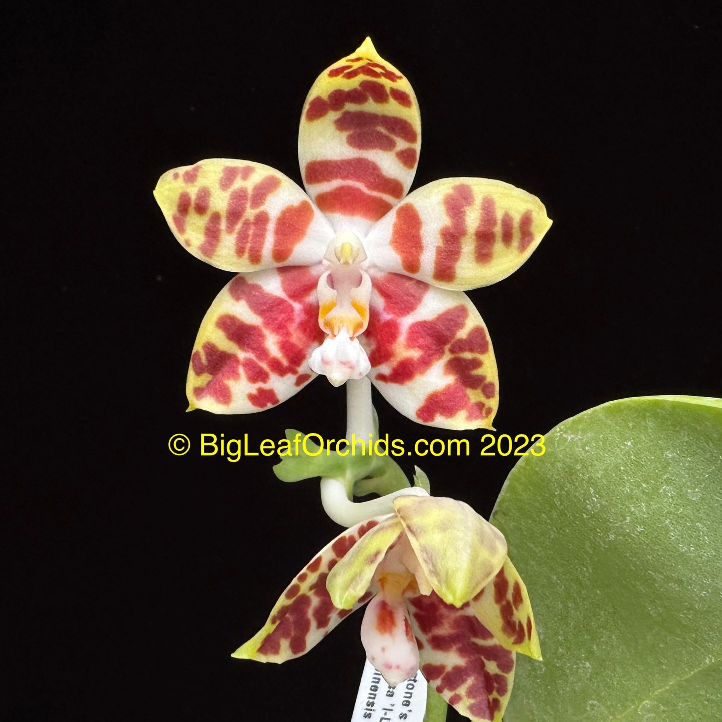 Phalaenopsis Gemstone's Double Ambo new seedlings