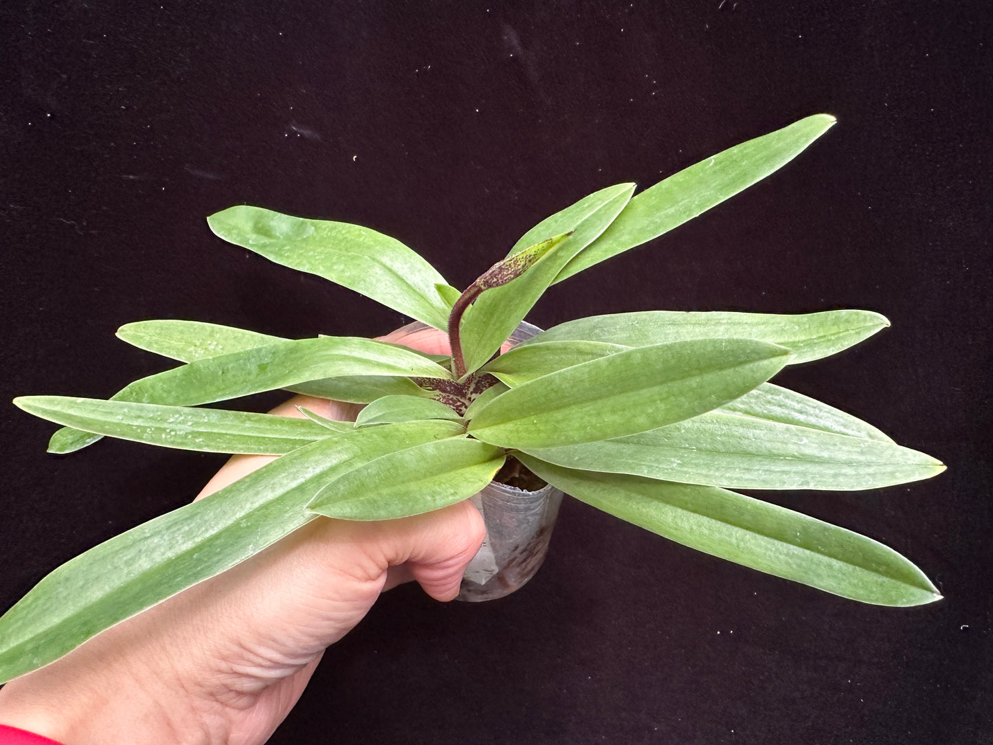 Paphiopedilum charlesworthii (Red) 231120 Budding