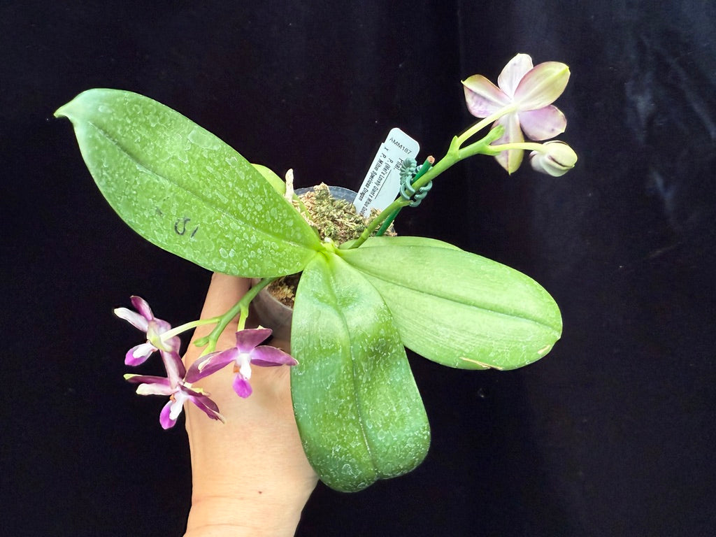Phalaenopsis LD Green Tiger x Mituo Speciosa Dragon 250509 Flowering seed grown 2 spikes