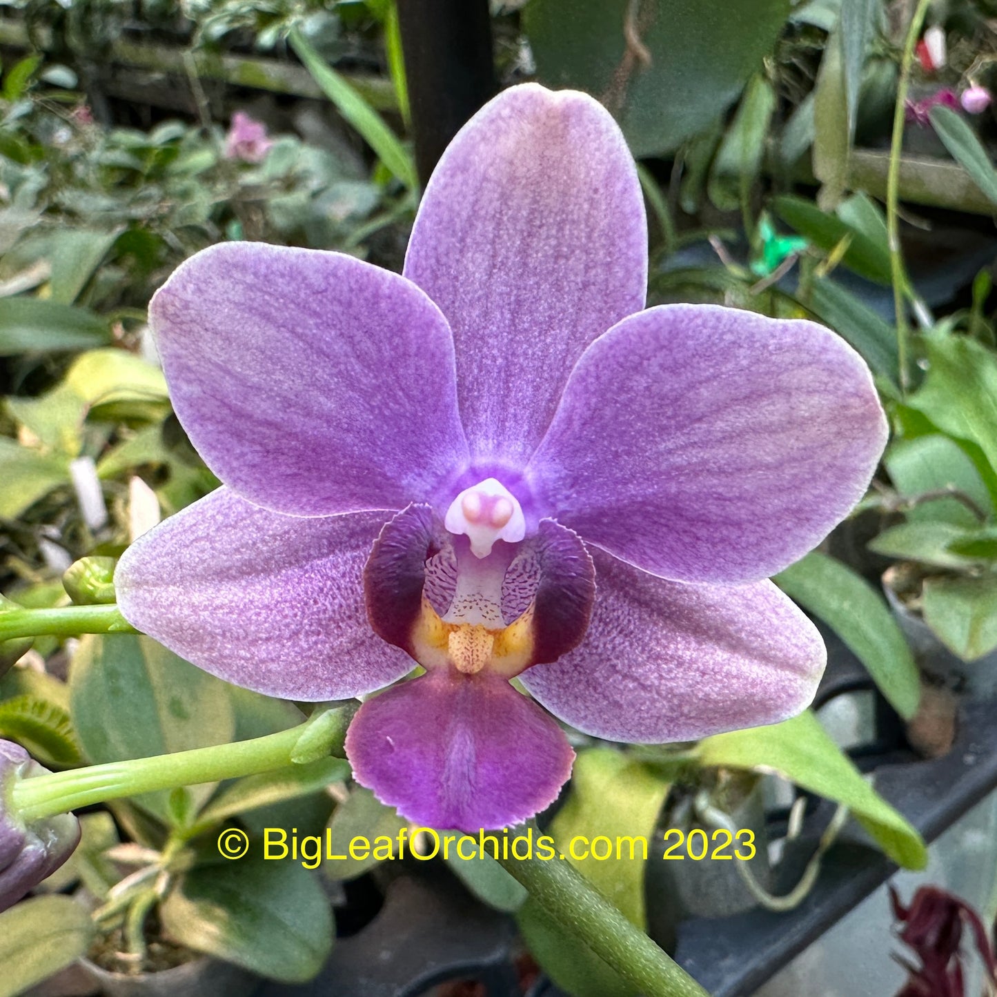 Phalaenopsis Mituo Special Vivien - Seedling