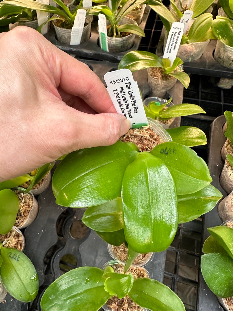 Phalaenopsis Lioulin Blue Wave - Seedling