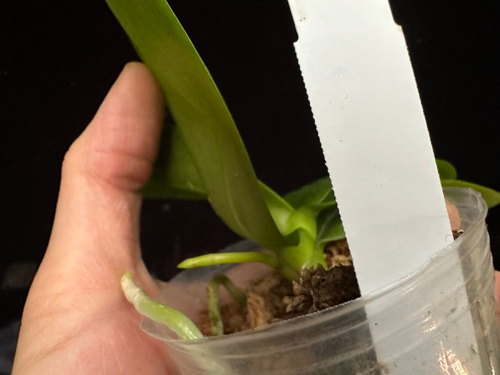 Phalaenopsis equestris var. Orange 231119 Spiking