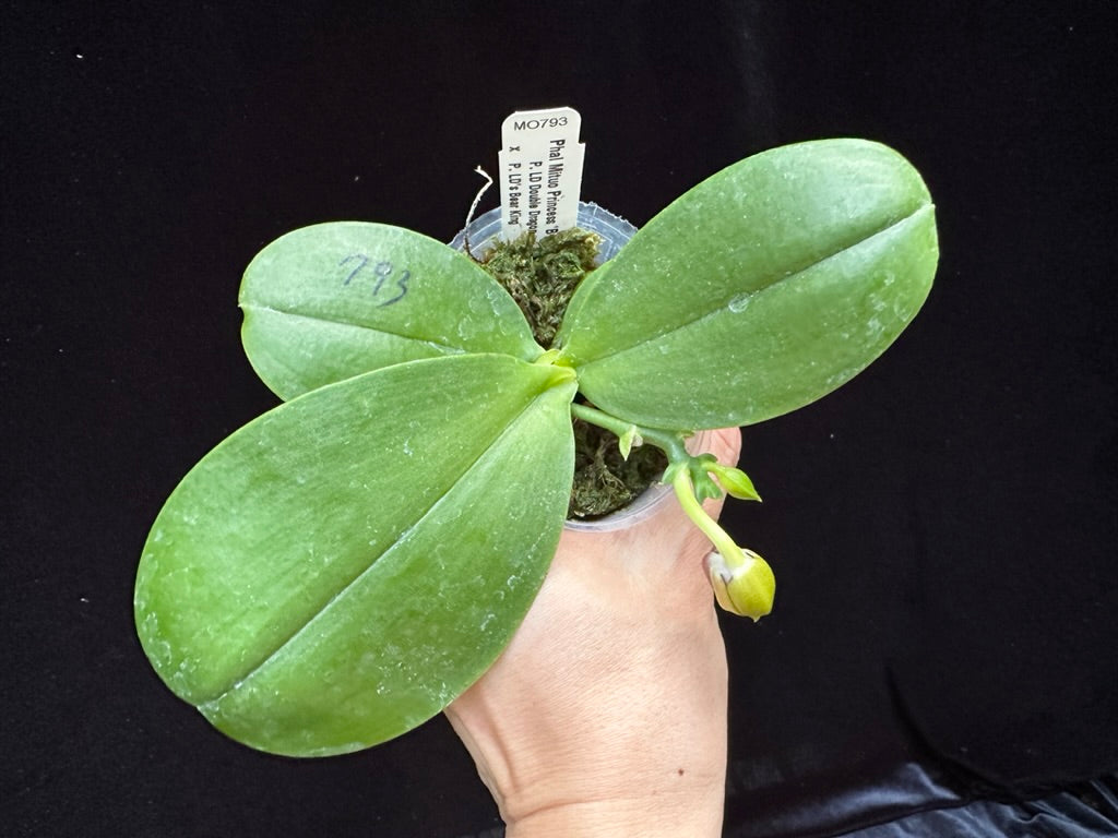 Phalaenopsis Mituo Princess 'Blue #1' 230810 Flowering