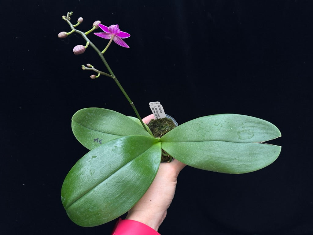 Phalaenopsis Mituo Vivien 230902