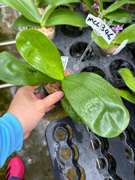MCL346 Phalaenopsis Mituo Purple Tiger 'Taro Ice'