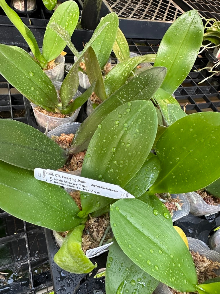 Phalaenopsis (I-Hsin Moon Ice x lueddemanniana v. blue) Seedlings