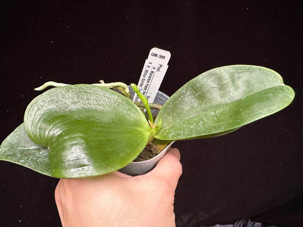 Phalaenopsis Mainshow Happy Bee X Mituo Golden Tiger 231119 Spiking