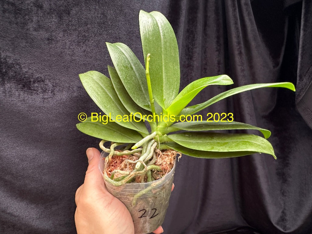 Phalaenopsis Shih Fang Savory Orange