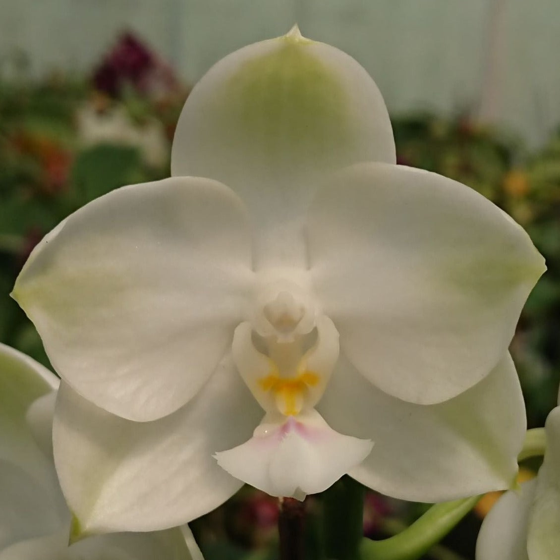 Phalaenopsis Mituo Diamond Canary 'Zen'