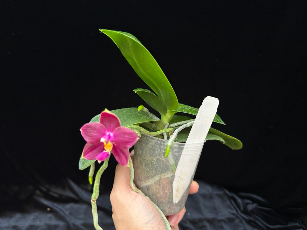 Phalaenopsis Zheng Min Atayal 230621