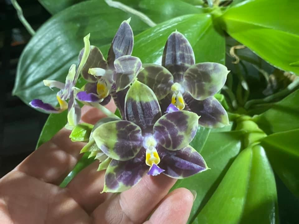 Phalaenopsis Mituo Purple Dragon 'Blue Python' 230810 Flowering