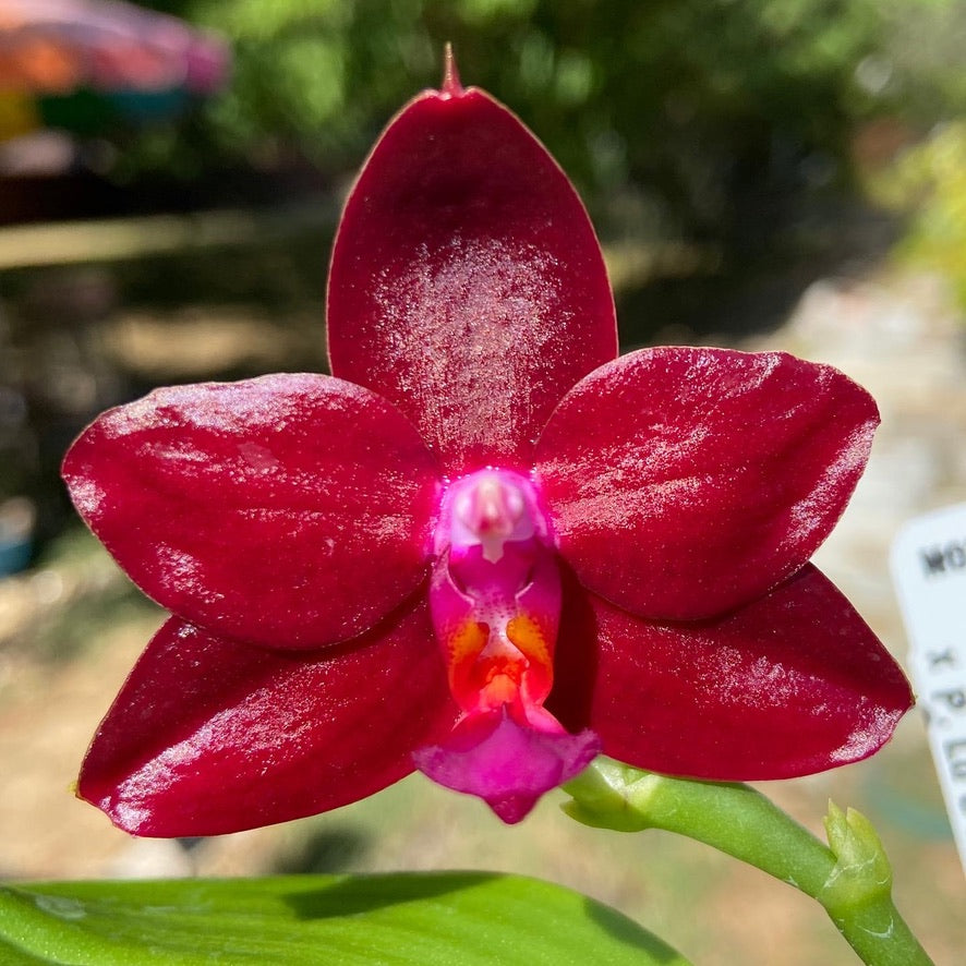 Phalaenopsis Mituo R-King 'Mituo' 230811 Flowering
