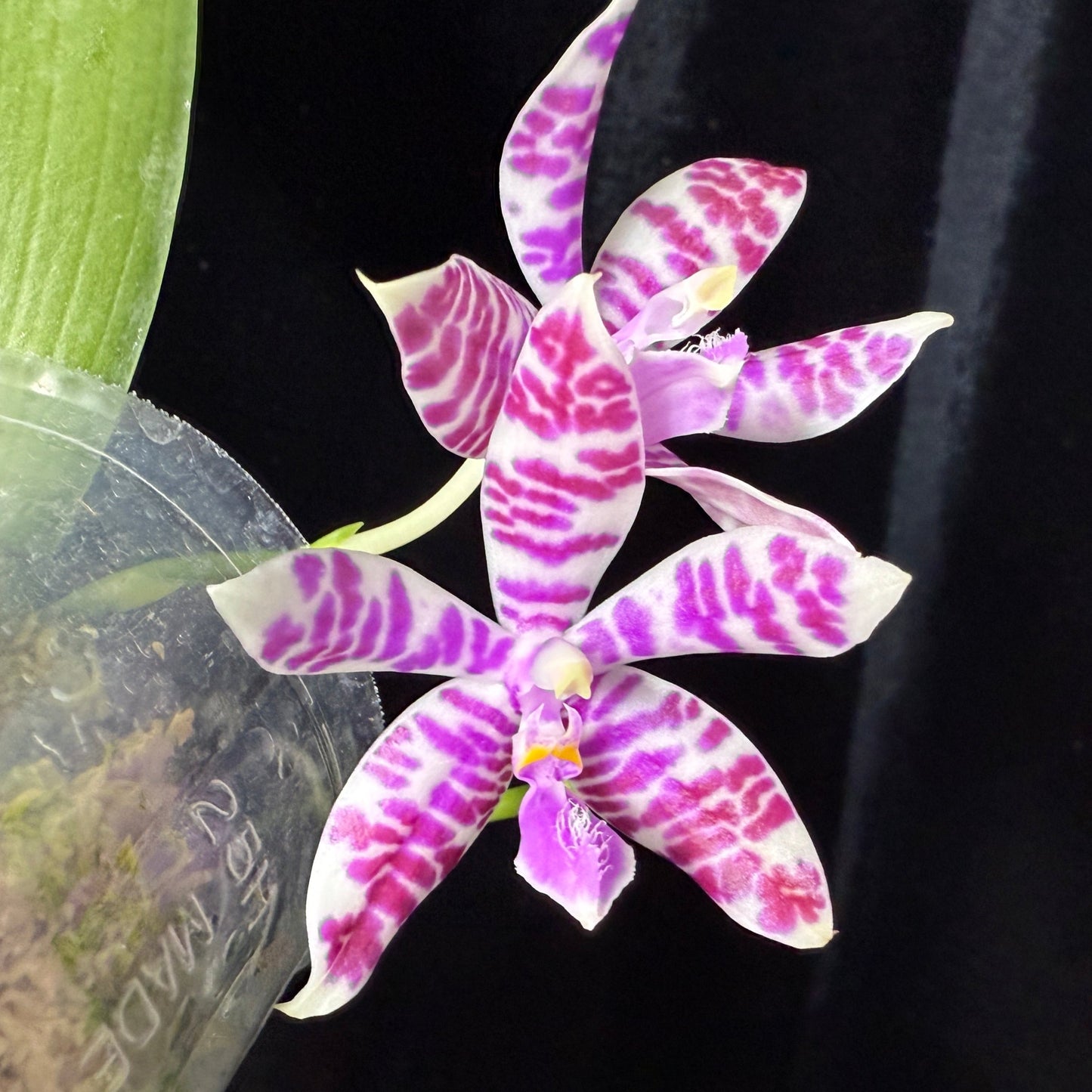 Phalaenopsis lueddemanniana (Leyte) x sib - Seed Grown
