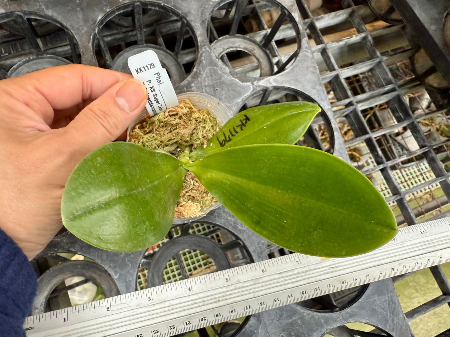 Phalaenopsis (KS Super Zebra X lueddemanniana) - Seed Grown