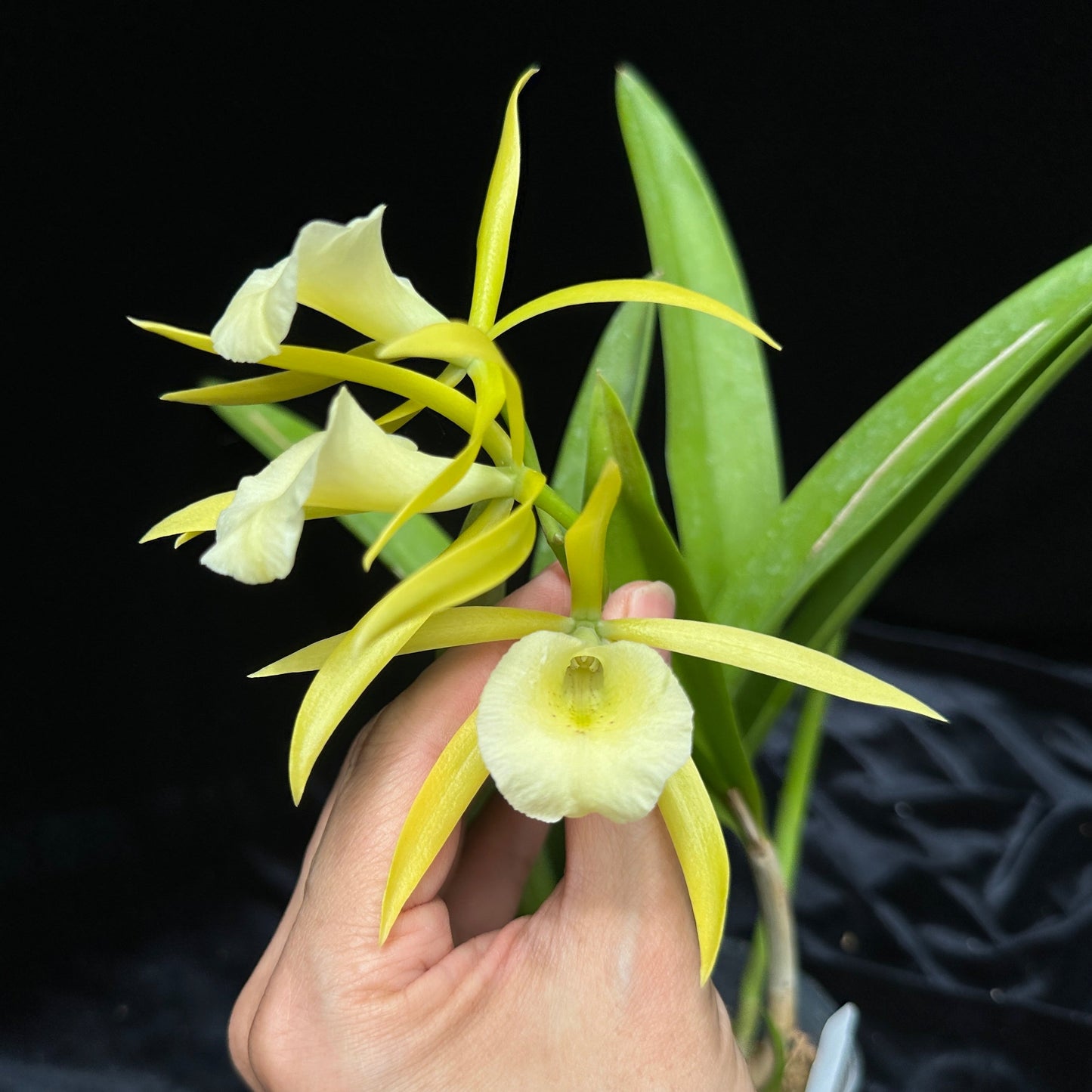 Procatavola (Pcv.) Key Lime Stars 'Wilson #1' 231120 Flowering