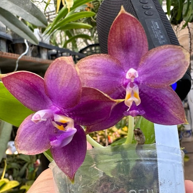 Phalaenopsis Mituo Blue Smurfs 'Sea' 230814 Flowering