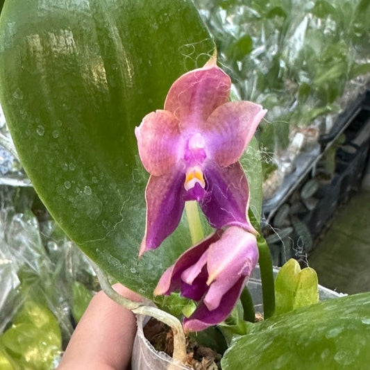 Phalaenopsis Mituo Princess x Mainshow Magic, 240514-3 Flowering