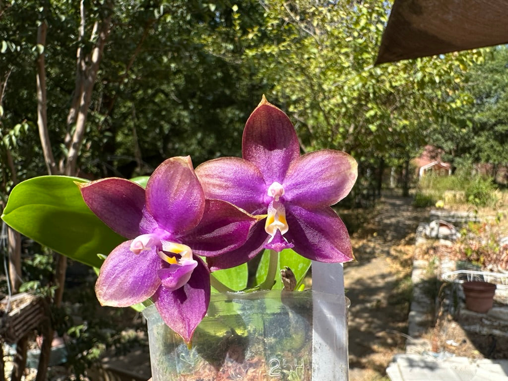 Phalaenopsis Mituo Blue Smurfs 'Sea' 230814 Flowering